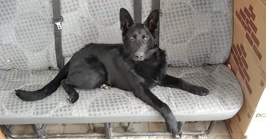 Ares Bruno 5 měsíců