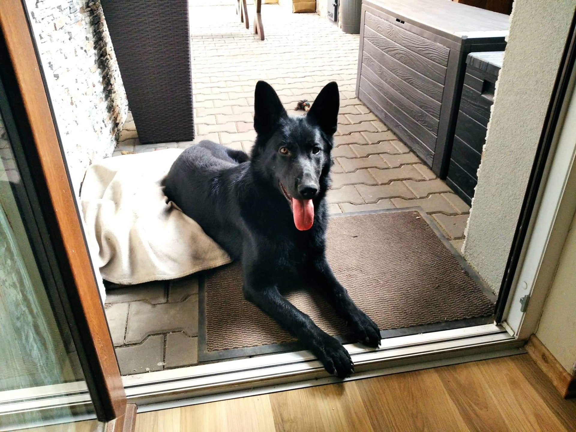 Ares Bruno 8 měsíců 